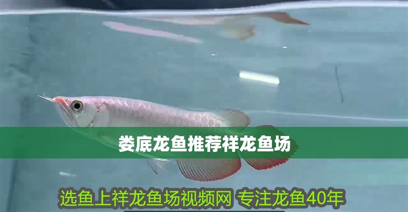 婁底龍魚推薦祥龍魚場