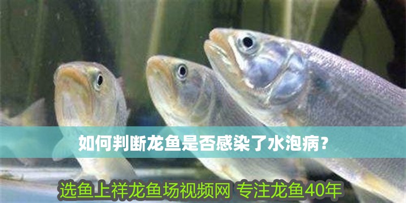如何判斷龍魚是否感染了水泡病？