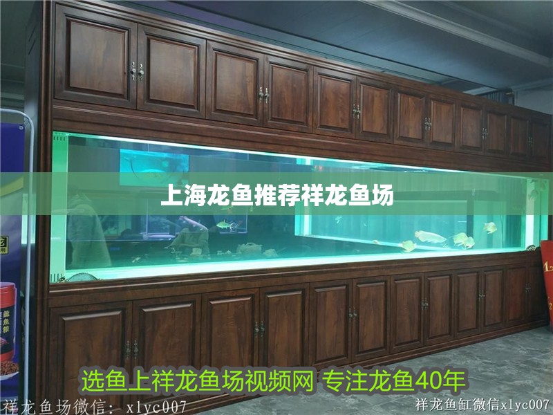 上海龍魚推薦祥龍魚場