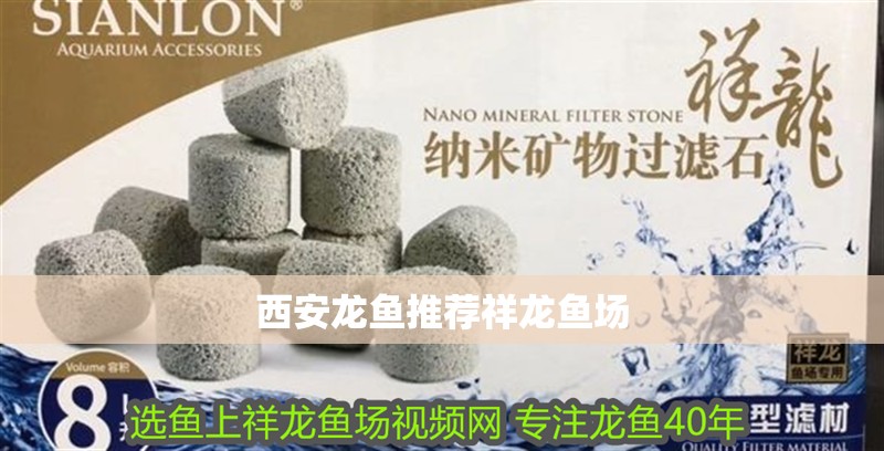 西安龍魚推薦祥龍魚場