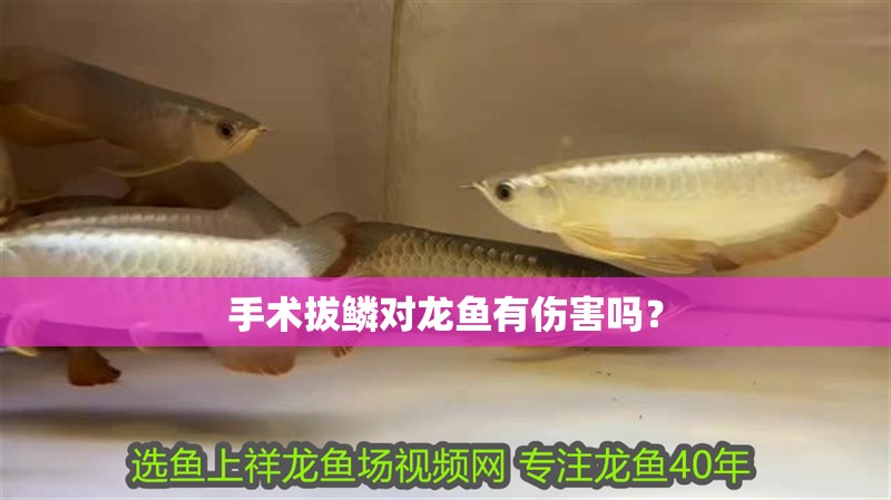 手術(shù)拔鱗對龍魚有傷害嗎？