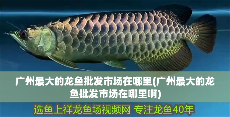 廣州最大的龍魚批發(fā)市場在哪里(廣州最大的龍魚批發(fā)市場在哪里啊)