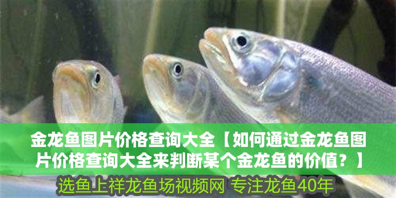 金龍魚圖片價格查詢大全【如何通過金龍魚圖片價格查詢大全來判斷某個金龍魚的價值？】