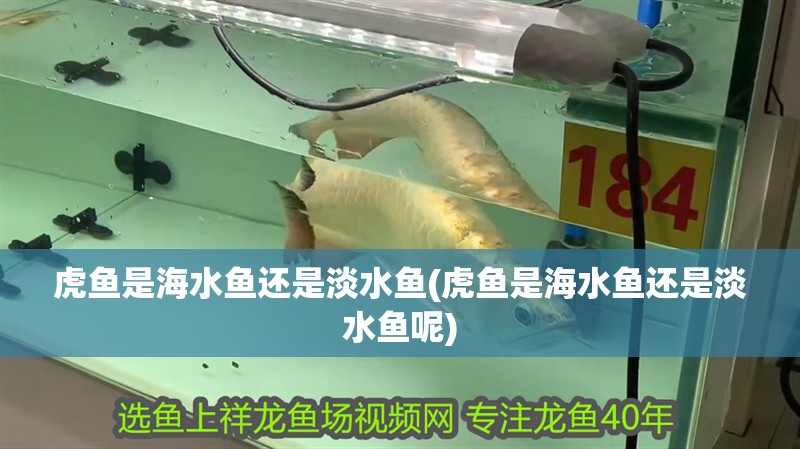 虎魚是海水魚還是淡水魚(虎魚是海水魚還是淡水魚呢)