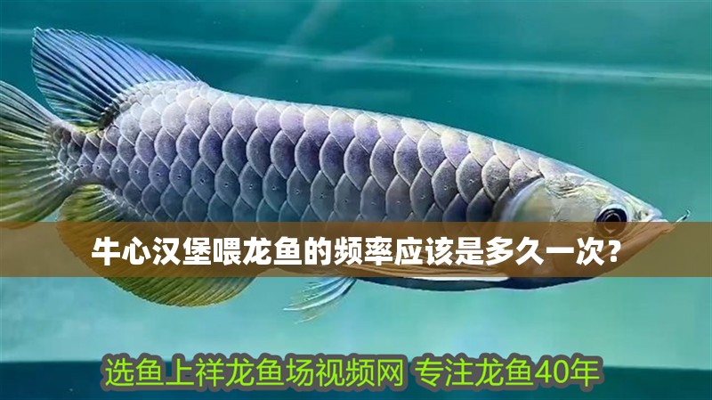 牛心漢堡喂龍魚的頻率應該是多久一次？