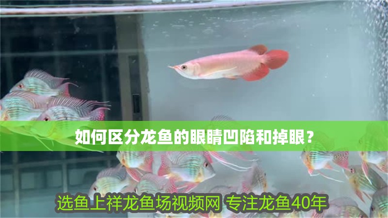 如何區(qū)分龍魚的眼睛凹陷和掉眼？
