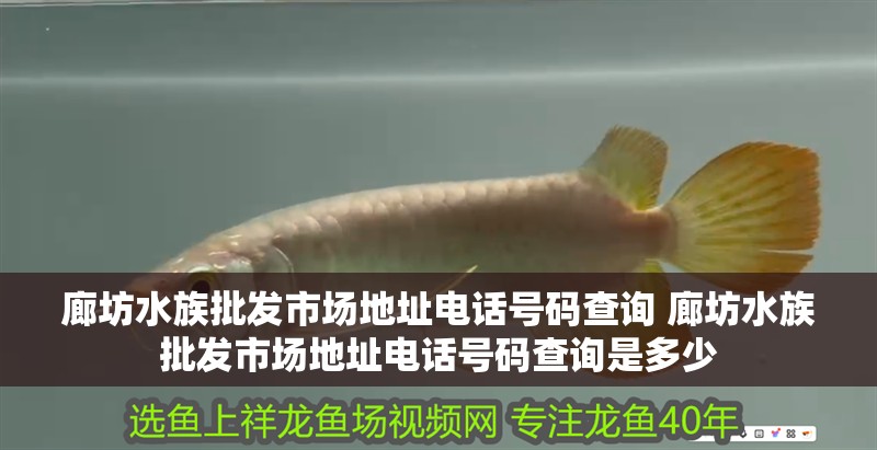 廊坊水族批發市場地址電話號碼查詢 廊坊水族批發市場地址電話號碼查詢是多少