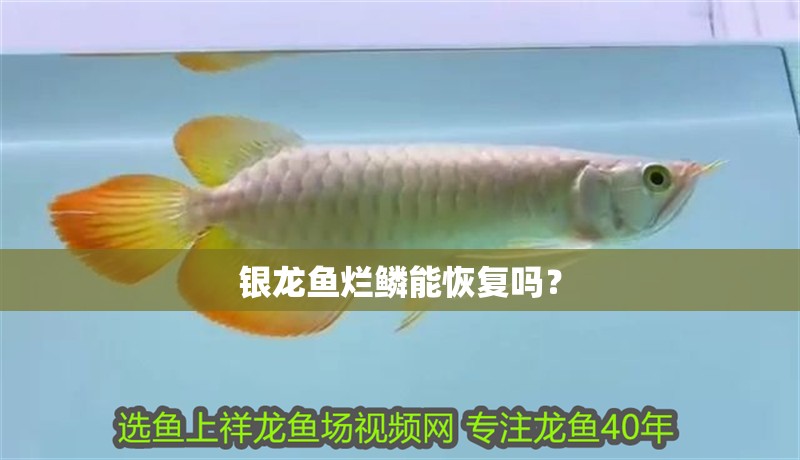 銀龍魚爛鱗能恢復嗎？