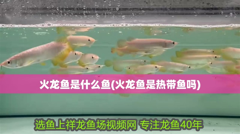 火龍魚是什么魚(火龍魚是熱帶魚嗎)