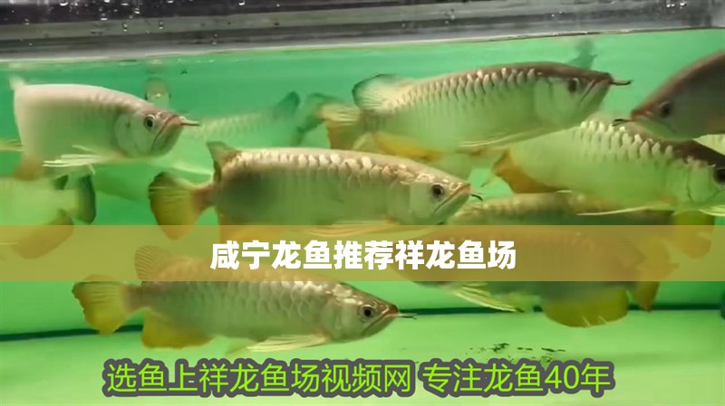 咸寧龍魚推薦祥龍魚場