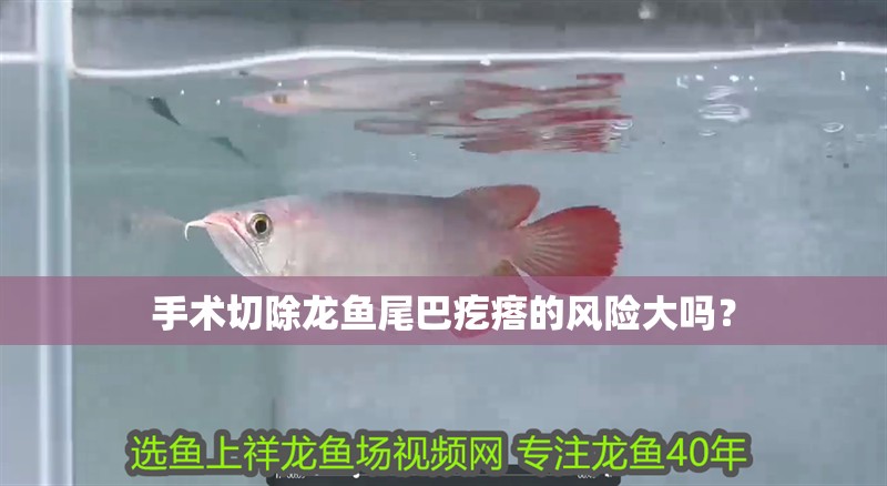手術切除龍魚尾巴疙瘩的風險大嗎？