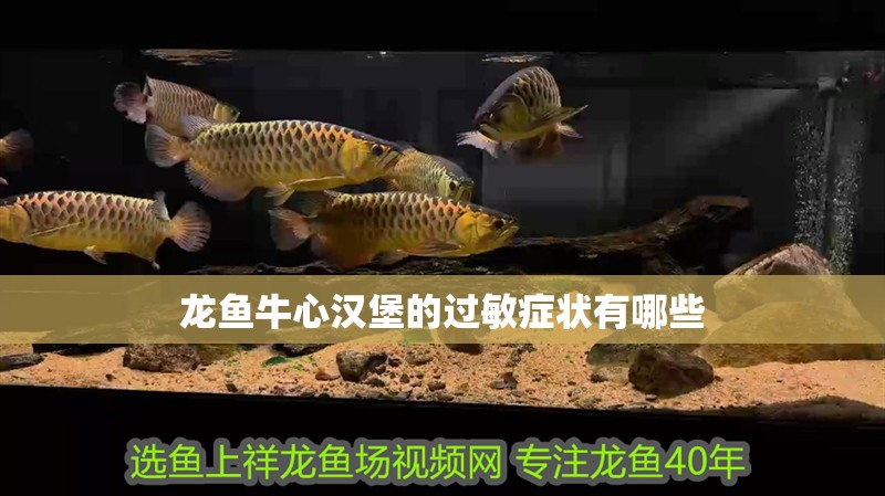龍魚牛心漢堡的過敏癥狀有哪些