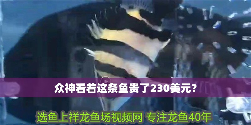 眾神看著這條魚貴了230美元？