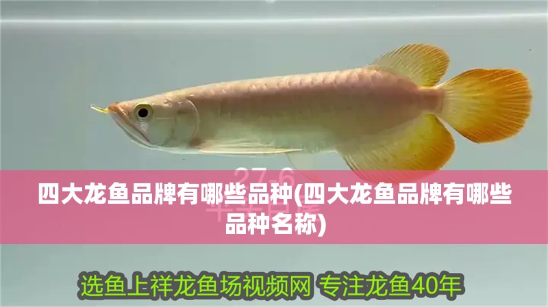 四大龍魚品牌有哪些品種(四大龍魚品牌有哪些品種名稱)