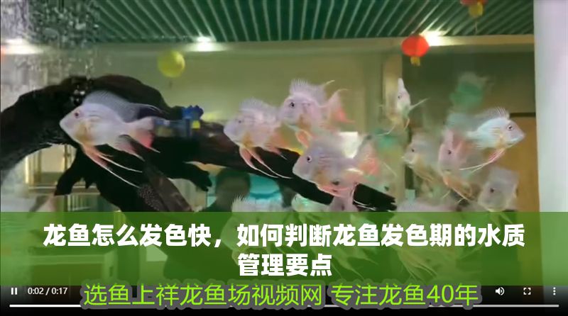 龍魚怎么發色快，如何判斷龍魚發色期的水質管理要點