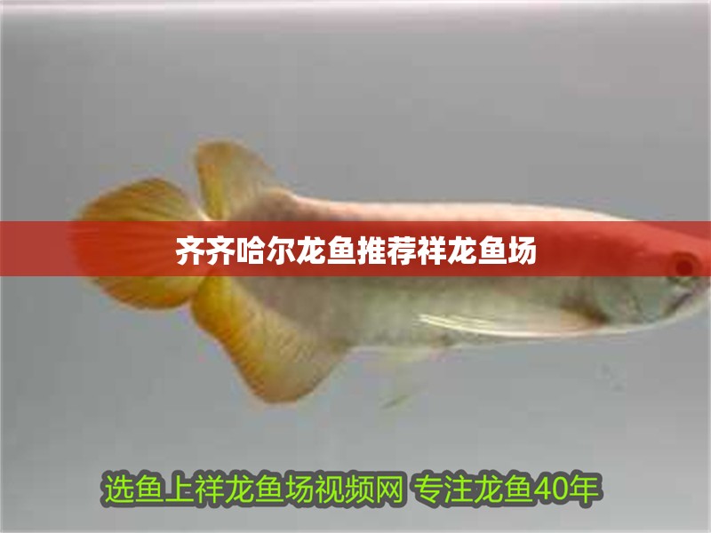 齊齊哈爾龍魚推薦祥龍魚場