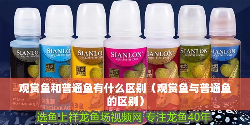 觀賞魚和普通魚有什么區別（觀賞魚與普通魚的區別）