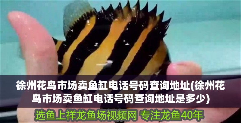 徐州花鳥市場(chǎng)賣魚缸電話號(hào)碼查詢地址(徐州花鳥市場(chǎng)賣魚缸電話號(hào)碼查詢地址是多少)