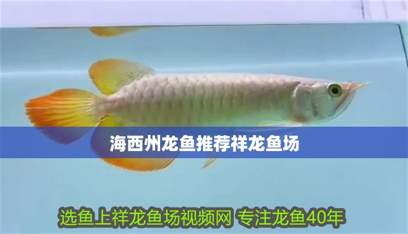 海西州龍魚推薦祥龍魚場