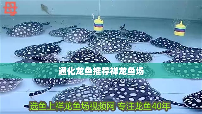 通化龍魚推薦祥龍魚場