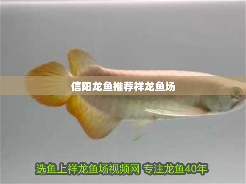 信陽龍魚推薦祥龍魚場