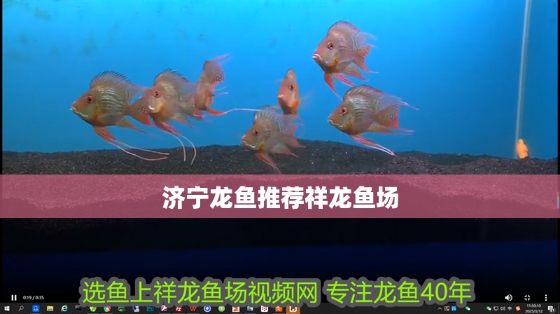濟(jì)寧龍魚推薦祥龍魚場(chǎng)