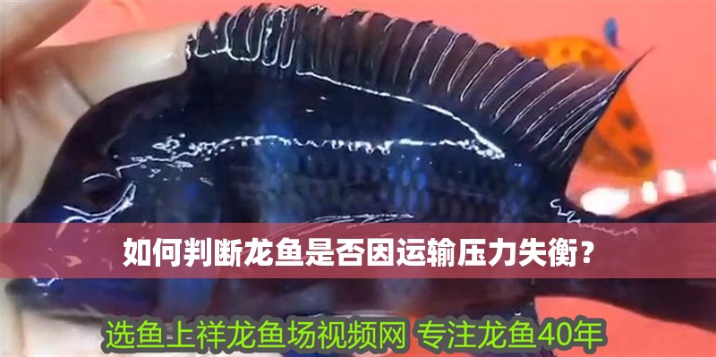 如何判斷龍魚是否因運輸壓力失衡？