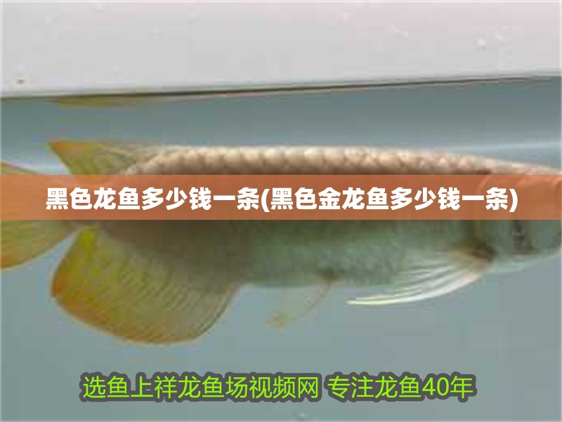 黑色龍魚多少錢一條(黑色金龍魚多少錢一條)