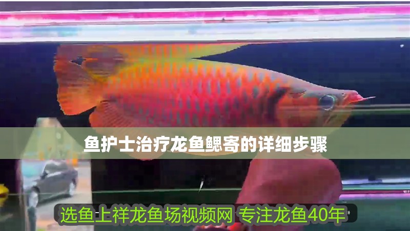 魚護士治療龍魚鰓寄的詳細步驟