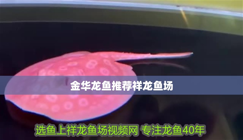 金華龍魚推薦祥龍魚場