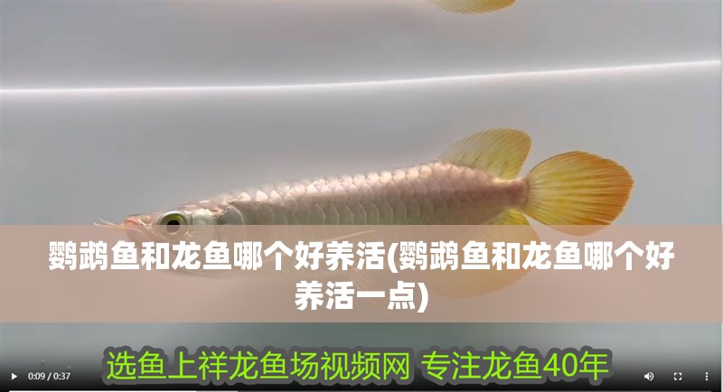 鸚鵡魚和龍魚哪個好養活(鸚鵡魚和龍魚哪個好養活一點)