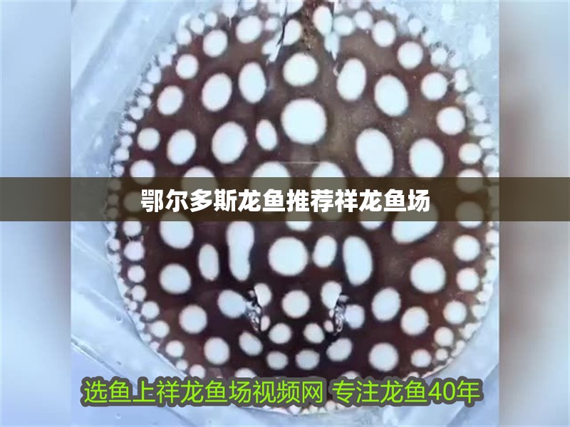 鄂爾多斯龍魚推薦祥龍魚場