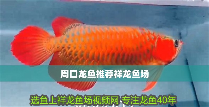 周口龍魚推薦祥龍魚場