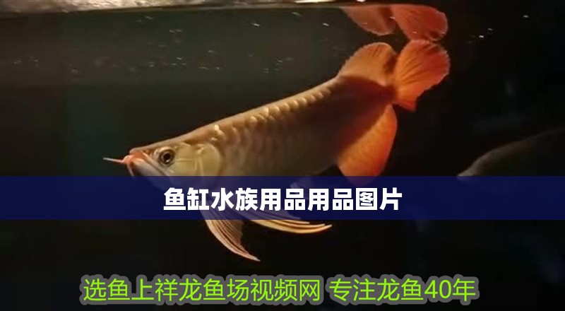 龍魚怕什么 魚缸水族用品用品圖片 觀賞魚百科 魚缸水族用品用品圖片 魚缸水族用品用品圖片 觀賞魚百科