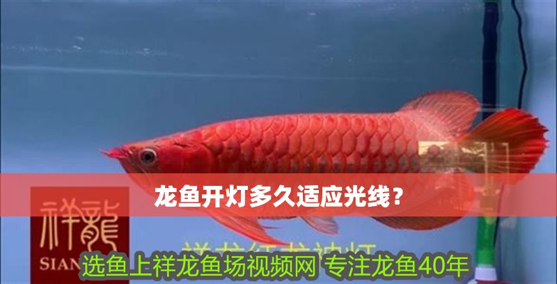 龍魚開燈多久適應(yīng)光線？