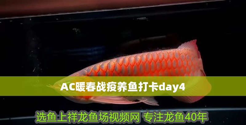 AC暖春戰(zhàn)疫養(yǎng)魚打卡day4