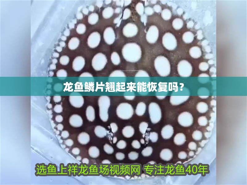 龍魚鱗片翹起來能恢復嗎？