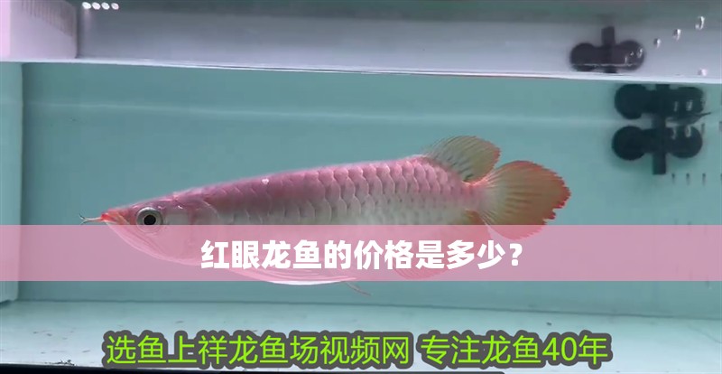 紅眼龍魚的價格是多少？