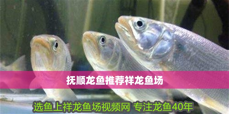 撫順龍魚推薦祥龍魚場