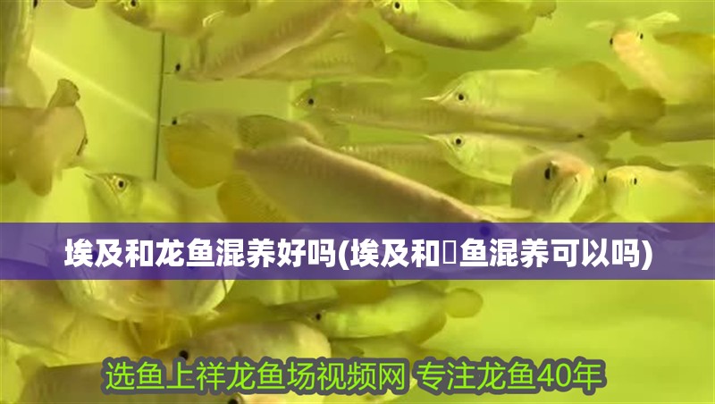 埃及和龍魚混養(yǎng)好嗎(埃及和魟魚混養(yǎng)可以嗎)