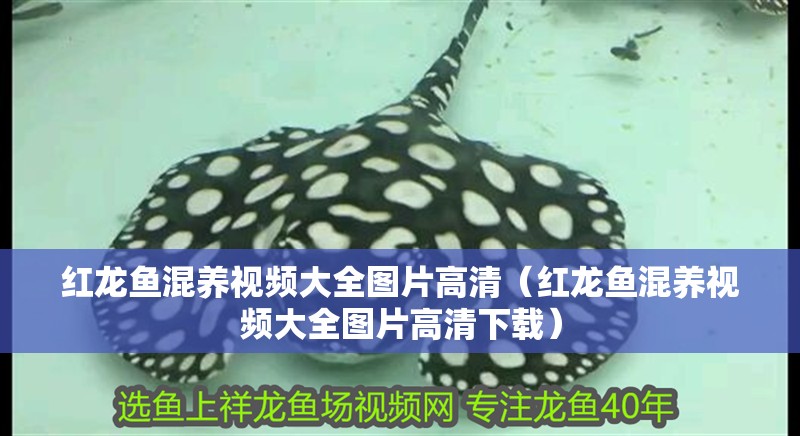 紅龍魚混養視頻大全圖片高清（紅龍魚混養視頻大全圖片高清下載）
