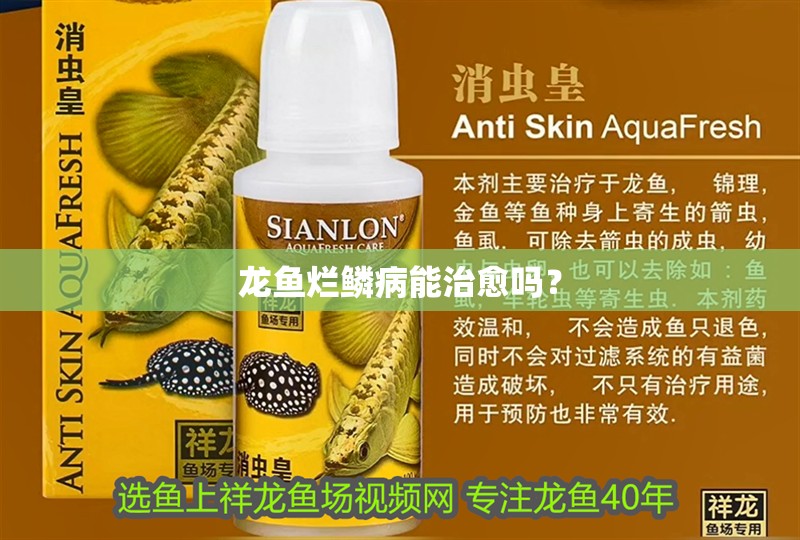 龍魚爛鱗病能治愈嗎？