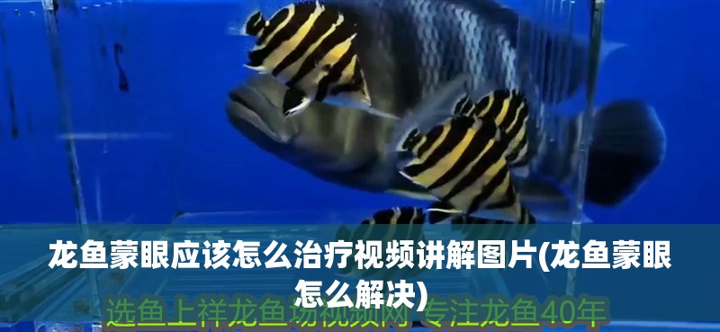 龍魚蒙眼應該怎么治療視頻講解圖片(龍魚蒙眼怎么解決)