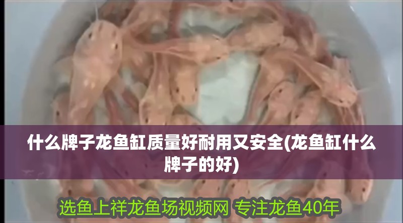 什么牌子龍魚缸質量好耐用又安全(龍魚缸什么牌子的好)