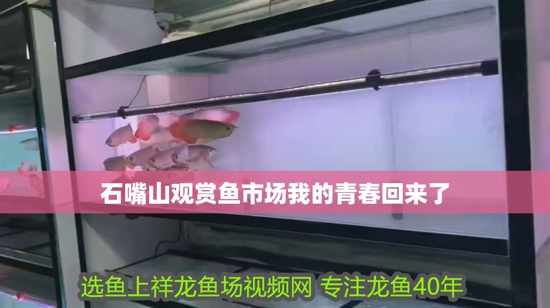 石嘴山觀賞魚市場我的青春回來了