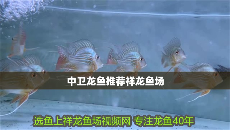 中衛龍魚推薦祥龍魚場