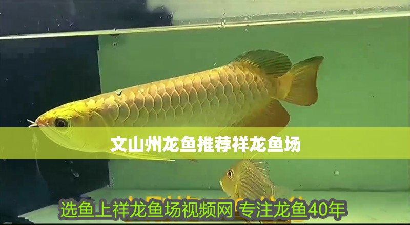 文山州龍魚推薦祥龍魚場