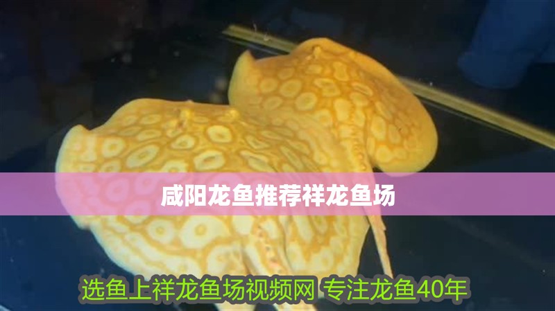 咸陽龍魚推薦祥龍魚場