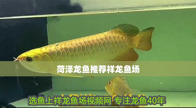 菏澤龍魚推薦祥龍魚場