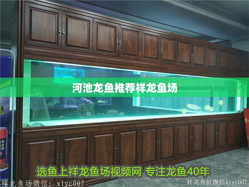 河池龍魚推薦祥龍魚場(chǎng)